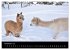 Alpakas zum Verlieben (Wandkalender... - Bild 4