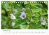 Arzneipflanzen (Tischkalender 2026 DIN... - Bild 4