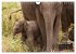Bedrohte Riesen - Elefanten in Sri... - Bild 9