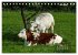 Impressionen aus Wangen im Allgäu... - Bild 12