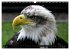 Greifvögel (Wandkalender 2026 DIN A3... - Bild 13