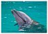 Delfine - elegant und intelligent... - Bild 15