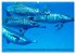 Delfine - elegant und intelligent... - Bild 8