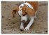 Beagle (Wandkalender 2026 DIN A2 quer),... - Bild 5