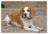 Beagle (Wandkalender 2026 DIN A2 quer),... - Bild 7