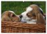 Beagle (Wandkalender 2026 DIN A2 quer),... - Bild 8