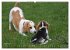 Beagle (Wandkalender 2026 DIN A2 quer),... - Bild 10