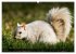 EICHHÖRNCHEN (hochwertiger Premium... - Bild 12