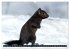 EICHHÖRNCHEN (hochwertiger Premium... - Bild 3