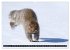 EICHHÖRNCHEN (hochwertiger Premium... - Bild 4