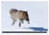 EICHHÖRNCHEN (hochwertiger Premium... - Bild 7