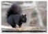 EICHHÖRNCHEN (hochwertiger Premium... - Bild 9