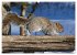 EICHHÖRNCHEN (hochwertiger Premium... - Bild 10