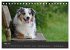 Australian Shepherd - Augenblicke... - Bild 11