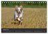 Australian Shepherd - Augenblicke... - Bild 14