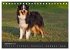 Australian Shepherd - Augenblicke... - Bild 15