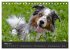 Australian Shepherd - Augenblicke... - Bild 9