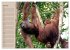 Orang-Utans (Wandkalender 2026 DIN A2... - Bild 13