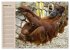 Orang-Utans (Wandkalender 2026 DIN A2... - Bild 3