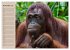 Orang-Utans (Wandkalender 2026 DIN A2... - Bild 4