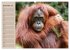 Orang-Utans (Wandkalender 2026 DIN A2... - Bild 5