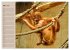 Orang-Utans (Wandkalender 2026 DIN A2... - Bild 9