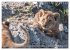 Löwen - Raubkatzen Afrikas... - Bild 11
