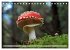Waldpilz-Impressionen (Tischkalender... - Bild 11