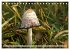 Waldpilz-Impressionen (Tischkalender... - Bild 12