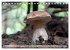 Waldpilz-Impressionen (Tischkalender... - Bild 13