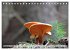 Waldpilz-Impressionen (Tischkalender... - Bild 14