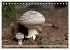 Waldpilz-Impressionen (Tischkalender... - Bild 3
