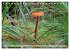 Waldpilz-Impressionen (Tischkalender... - Bild 4