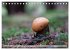 Waldpilz-Impressionen (Tischkalender... - Bild 5