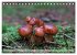 Waldpilz-Impressionen (Tischkalender... - Bild 7