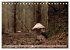 Waldpilz-Impressionen (Tischkalender... - Bild 8