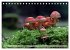 Waldpilz-Impressionen (Tischkalender... - Bild 10