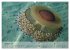 Quallen. Die Welt der Medusen... - Bild 3