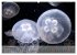 Quallen. Die Welt der Medusen... - Bild 4