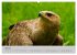 Scharfblick (hochwertiger Premium... - Bild 12