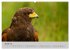 Scharfblick (hochwertiger Premium... - Bild 6