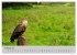Scharfblick (hochwertiger Premium... - Bild 7