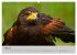 Scharfblick (hochwertiger Premium... - Bild 10