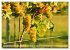 Wein- und Rebsorten aus Rheinland-Pfalz... - Bild 11