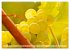 Wein- und Rebsorten aus Rheinland-Pfalz... - Bild 13