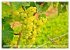 Wein- und Rebsorten aus Rheinland-Pfalz... - Bild 9