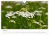 Arzneipflanzen (Wandkalender 2026 DIN... - Bild 13