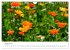 Arzneipflanzen (Wandkalender 2026 DIN... - Bild 14