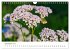 Arzneipflanzen (Wandkalender 2026 DIN... - Bild 15