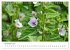 Arzneipflanzen (Wandkalender 2026 DIN... - Bild 4